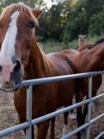 Caballos que sanan: de maltratados a piezas clave en la terapia de niños y niñas