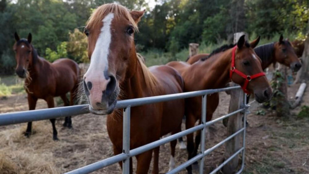 imagen Caballos que sanan: de maltratados a piezas clave en la terapia de niños y niñas