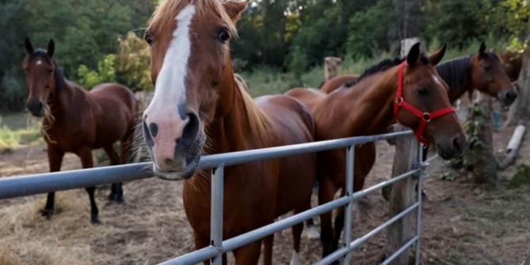 Caballos que sanan: de maltratados a piezas clave en la terapia de niños y niñas