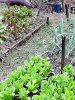 Huertas urbanas: una tendencia en alza que apunta al ahorro y al consumo consciente