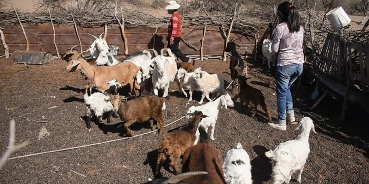 En Mendoza, 45 mil personas se reconocieron como indígenas o descendientes de pueblos originarios