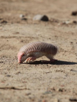 Diez datos sobre el pichiciego y su importancia en la Reserva de Biósfera Ñacuñán