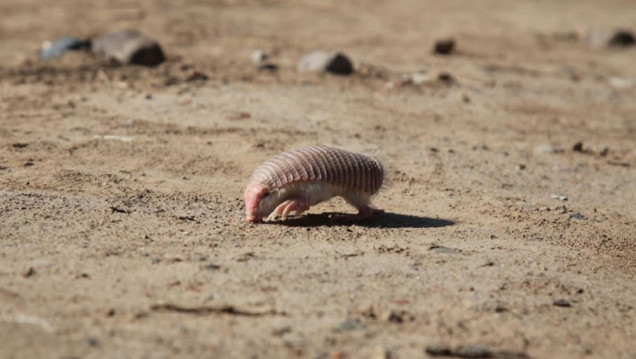 imagen Diez datos sobre el pichiciego y su importancia en la Reserva de Biósfera Ñacuñán