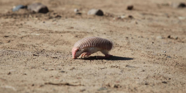 Diez datos sobre el pichiciego y su importancia en la Reserva de Biósfera Ñacuñán