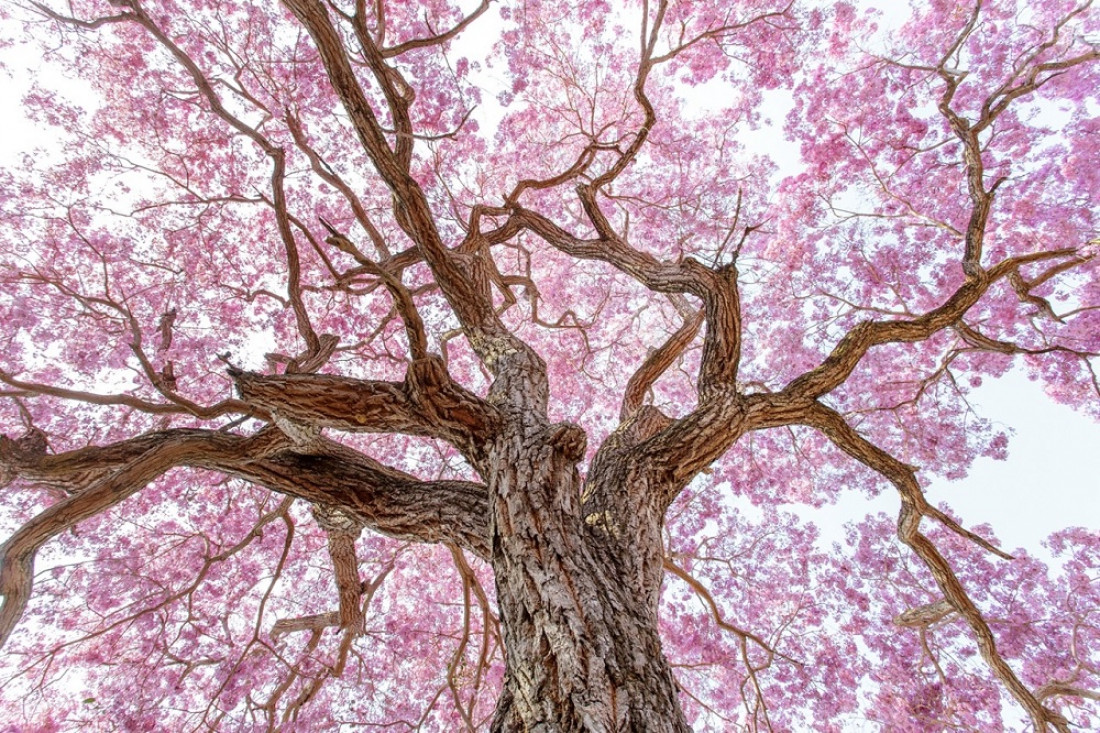 ¿Cuál es el fenómeno astronómico que da inicio a la primavera?