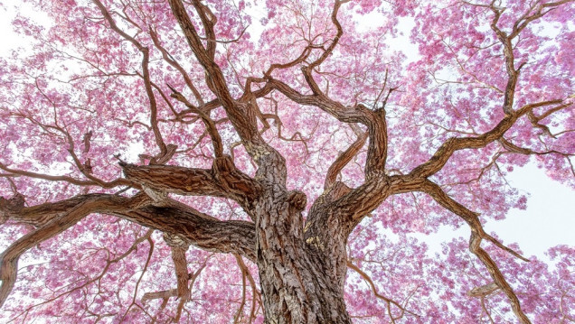 imagen ¿Cuál es el fenómeno astronómico que da inicio a la primavera?