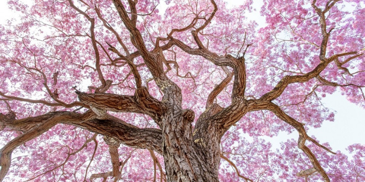 ¿Cuál es el fenómeno astronómico que da inicio a la primavera?