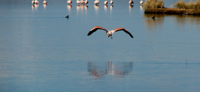 Los humedales, aliados contra el cambio climático, cubren el 20% del territorio argentino