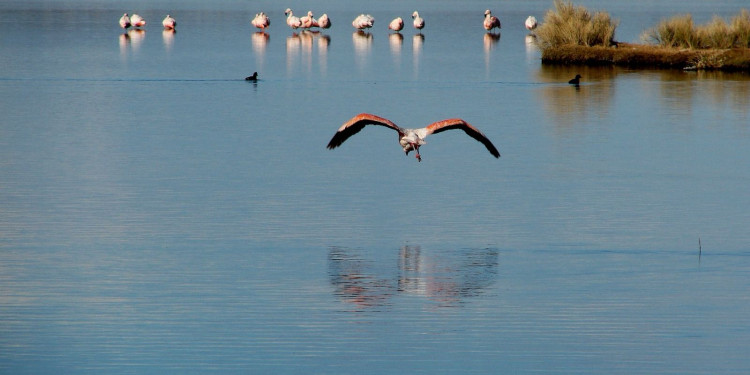 Los humedales, aliados contra el cambio climático, cubren el 20% del territorio argentino