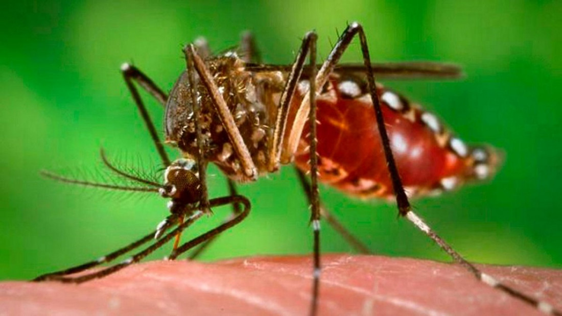 Los mosquitos, protagonistas del verano: prevención y síntomas de las enfermedades que provocan