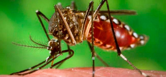 Los mosquitos, protagonistas del verano: prevención y síntomas de las enfermedades que provocan