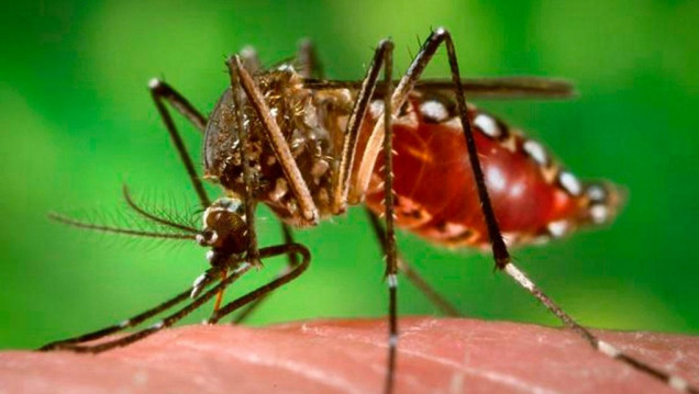 imagen Los mosquitos, protagonistas del verano: prevención y síntomas de las enfermedades que provocan