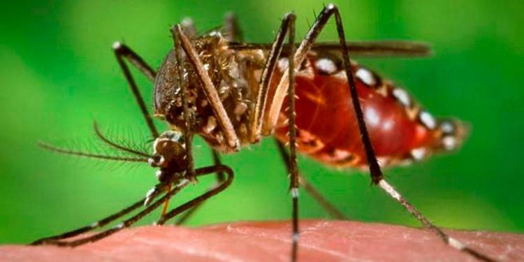 Los mosquitos, protagonistas del verano: prevención y síntomas de las enfermedades que provocan