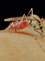 Especialistas del INTA y el Conicet evalúan cultivar peces y camarones para combatir a los mosquitos