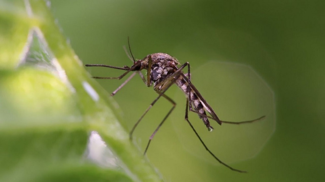 Mendoza tiene un pico de contagio de dengue y hay casos autóctonos en cuatro departamentos