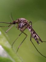 Mendoza tiene un pico de contagio de dengue y hay casos autóctonos en cuatro departamentos