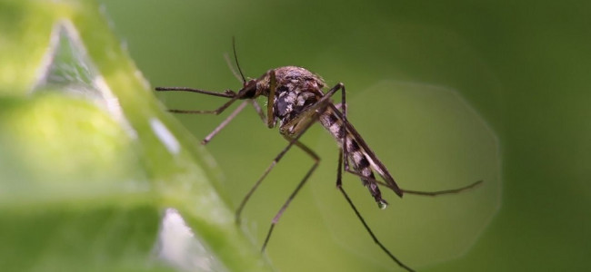 Mendoza tiene un pico de contagio de dengue y hay casos autóctonos en cuatro departamentos