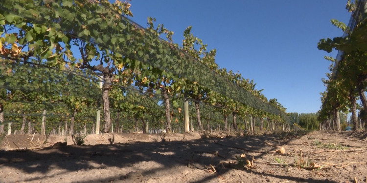 Heladas tardías: cómo afecta este fenómeno climático al sector vitivinícola