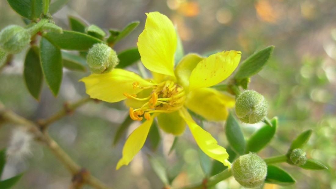 Un estudio de fósiles de jarillas de Mendoza aportó evidencia sobre el origen de las zonas áridas del país