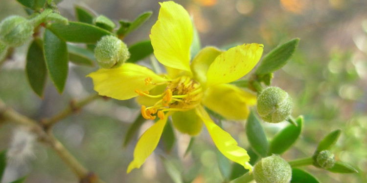 Un estudio de fósiles de jarillas de Mendoza aportó evidencia sobre el origen de las zonas áridas del país
