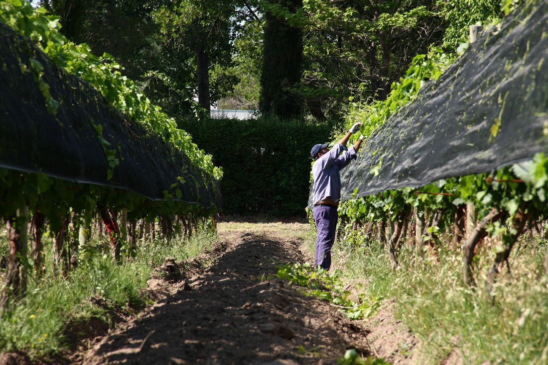 Vitivinicultura: una investigación pone el foco en las desigualdades del sector