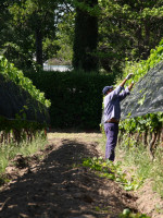 Vitivinicultura: una investigación pone el foco en las desigualdades del sector