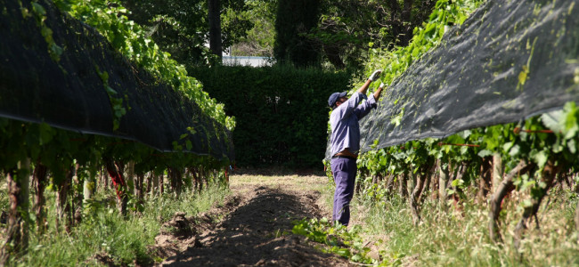 Vitivinicultura: una investigación pone el foco en las desigualdades del sector