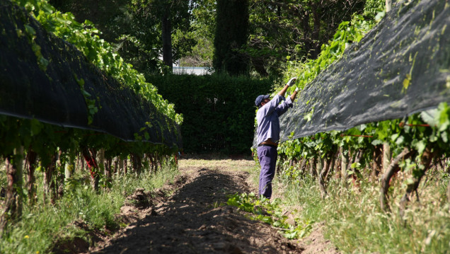 imagen Vitivinicultura: una investigación pone el foco en las desigualdades del sector