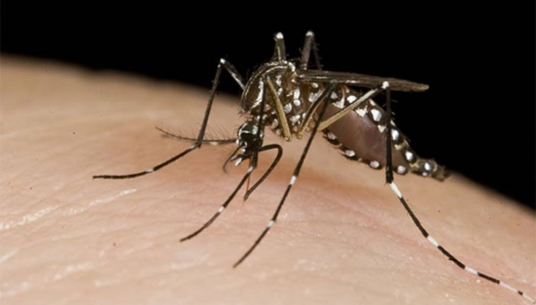 Dengue: brote histórico, miedo y qué pasa con la vacuna 