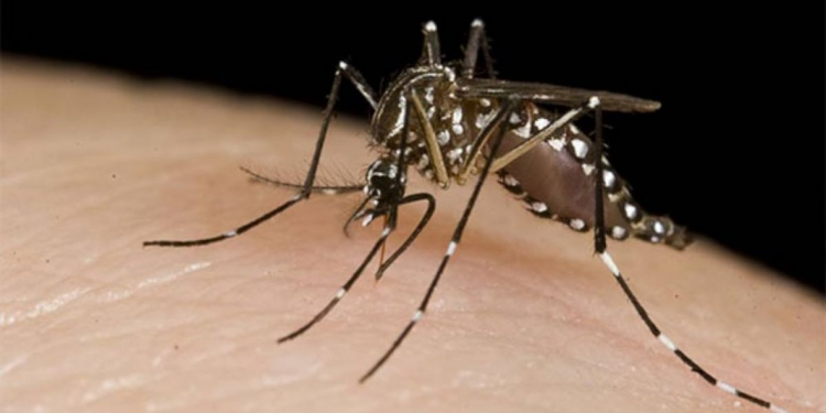 Dengue: brote histórico, miedo y qué pasa con la vacuna 