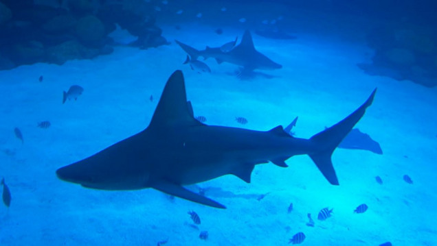imagen Depredadores marinos pueden perder hasta el 70% de su hábitat por el cambio climático