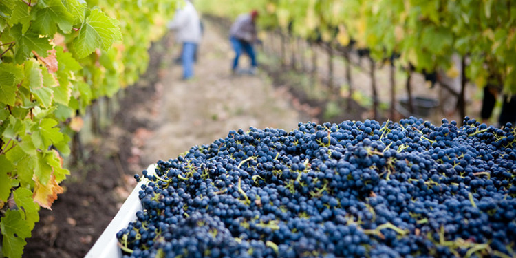 Aumento de retenciones: qué posición tomó el sector vitivinícola frente las medidas del Gobierno nacional