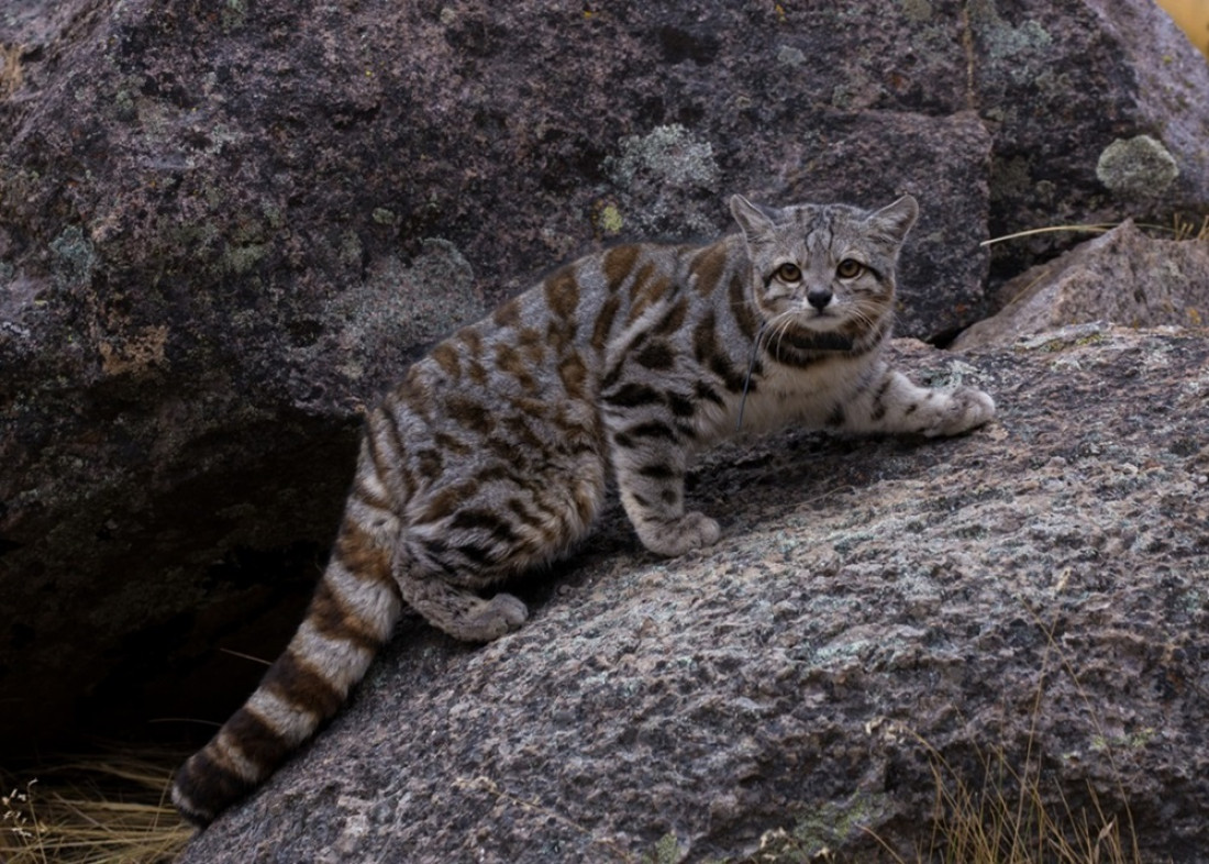 Gato andino: celebran 20 años de trabajos para conservar al felino más amenazado de América