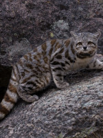 Gato andino: celebran 20 años de trabajos para conservar al felino más amenazado de América