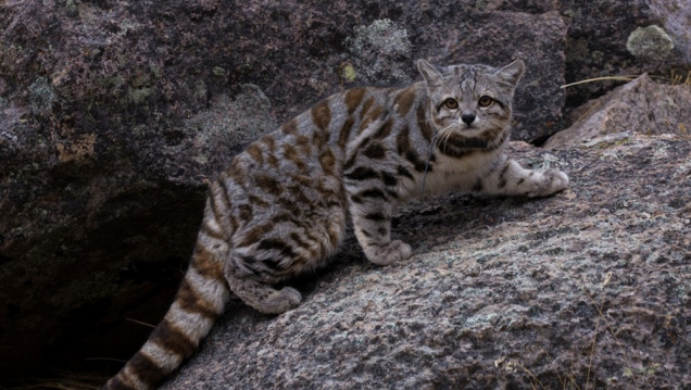 imagen Gato andino: celebran 20 años de trabajos para conservar al felino más amenazado de América