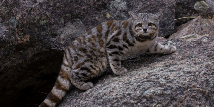 Gato andino: celebran 20 años de trabajos para conservar al felino más amenazado de América