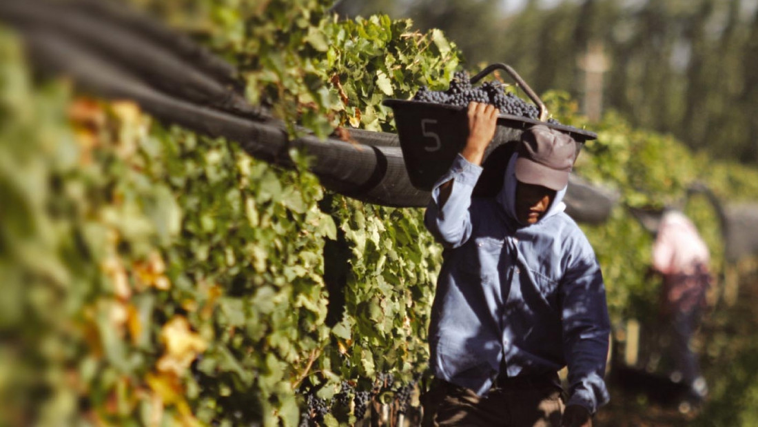 Se dictó la conciliación obligatoria en el conflicto de los trabajadores vitivinícolas