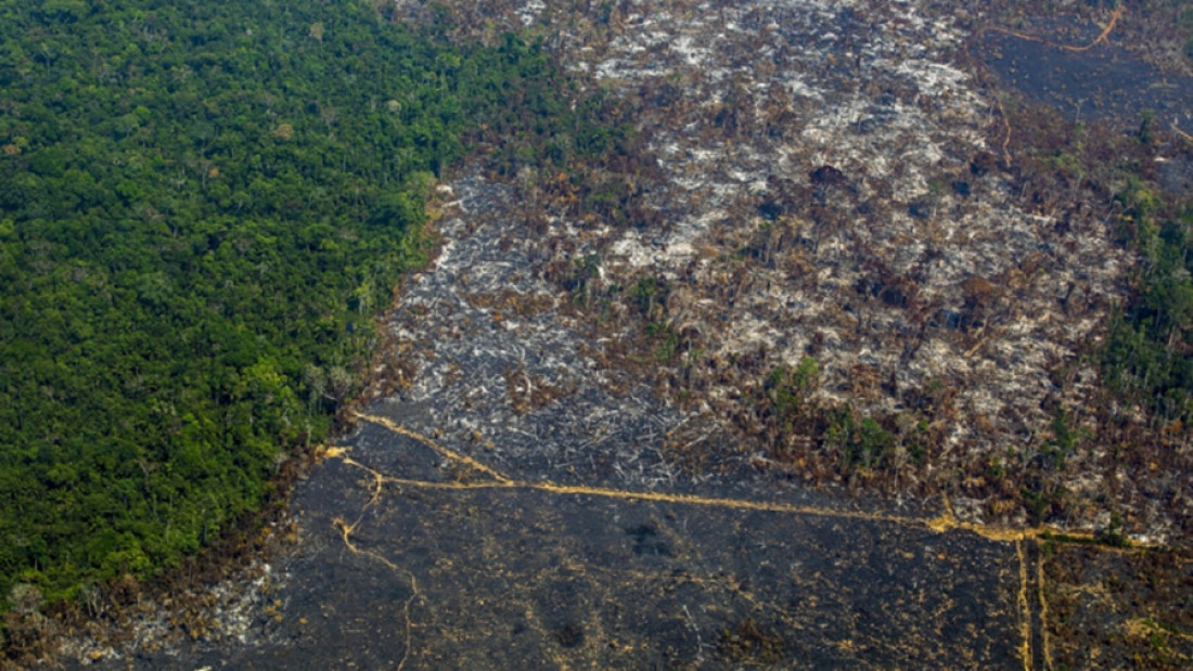 La Amazonía conforma "un sistema interconectado de impresionante riqueza" en Sudamérica