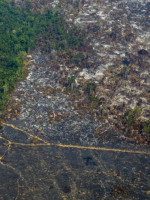 La Amazonía conforma "un sistema interconectado de impresionante riqueza" en Sudamérica
