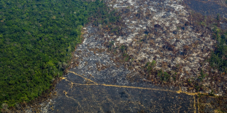 La Amazonía conforma "un sistema interconectado de impresionante riqueza" en Sudamérica