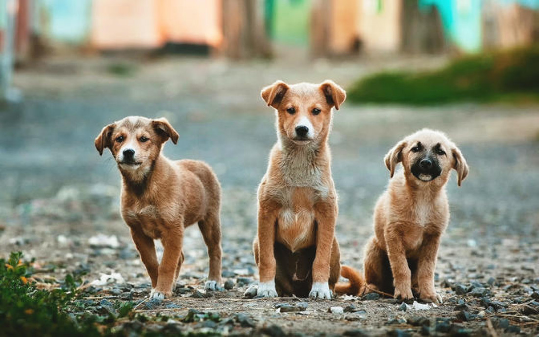 "La superpoblación de perros abandonados es una realidad en las calles y en los refugios"