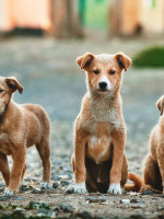 "La superpoblación de perros abandonados es una realidad en las calles y en los refugios"