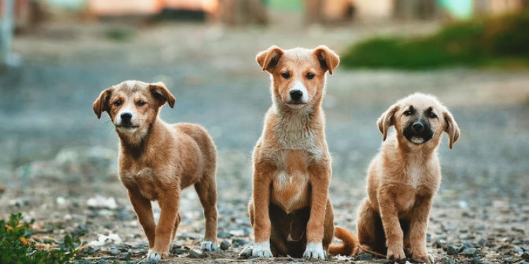 "La superpoblación de perros abandonados es una realidad en las calles y en los refugios"