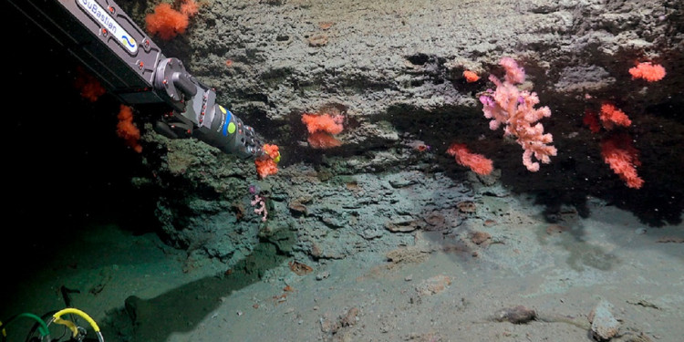 Científicos del Conicet volverán a explorar las profundidades del Mar Argentino