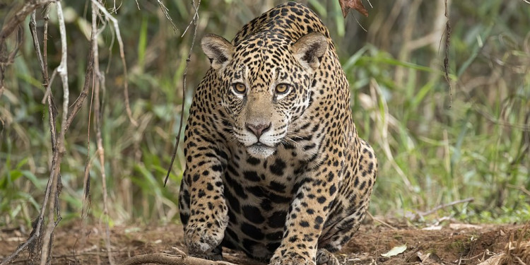 Apenas quedan 250 ejemplares de yaguaretés en la Argentina