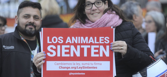 Los reclamos para proteger animales están entre los que más firmas reúnen en Change.org