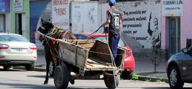 Por qué en Mendoza no avanzan los proyectos para prohibir la tracción a sangre
