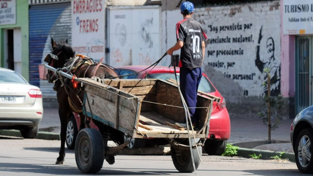 imagen Por qué en Mendoza no avanzan los proyectos para prohibir la tracción a sangre