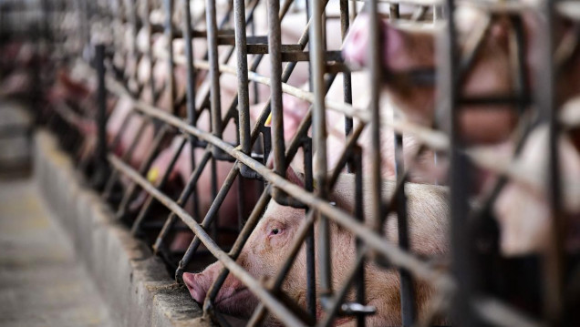 imagen El 70% de las enfermedades emergentes en el mundo provienen de animales