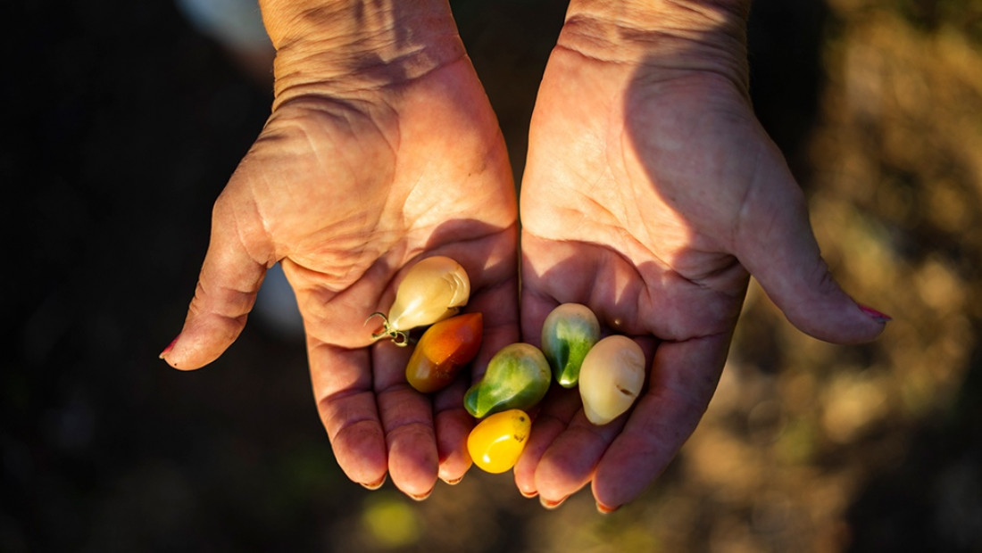 Agricultura regenerativa: una opción sostenible que aumenta productividad y reduce costos